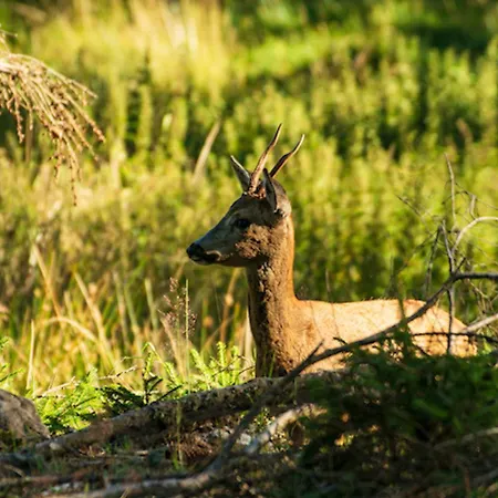 Διαμέρισμα Tannenduft - *
